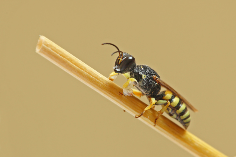 maschio di Lestica clypeata (Crabronidae)